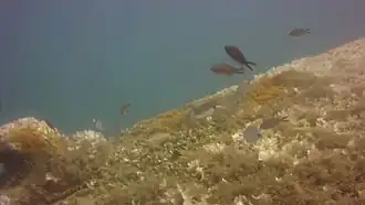 Des castagnoles au-dessus de la coque