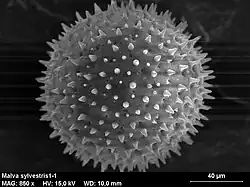 Malva sylvestris, le grain de pollen de la mauve est échinulé