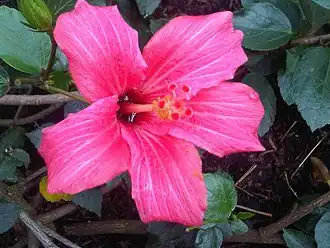 Description de l'image Malvales - Hibiscus fragilis 1.jpg.
