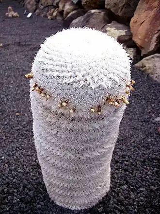 Description de l'image Mammillaria albilanata.jpg.