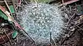 Mammillaria aurihamata; El Refugio, près de Cedral (San Luis Potosi), état de San Luis Potosi, 2017