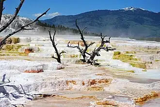 Mammoth Hot Springs du parc national de Yellowstone aux États-Unis.
