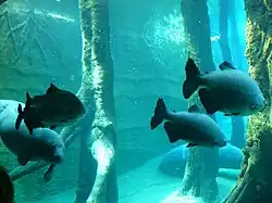 Groupe de Colossoma en compagnie de Lamantins