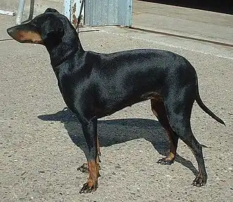 Manchester terrier.