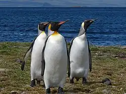 Des manchots à l'anse du Pacha, sur la Grande Terre des Kerguelen.