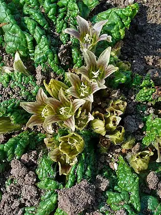 Description de cette image, également commentée ci-après