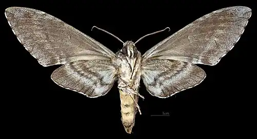 Revers de la femelle (coll.MHNT)