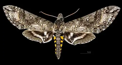 Manduca diffissa zischkai avers du mâle