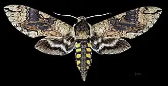 Description de cette image, également commentée ci-après