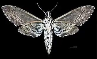 revers du mâle (coll.MHNT)