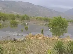 Mangroven im Schutzgebiet Cahouane