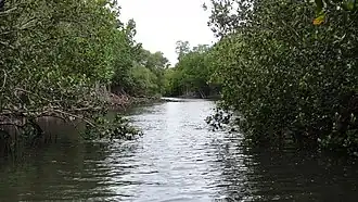 Mangrove sur les côtés du Creek Salé