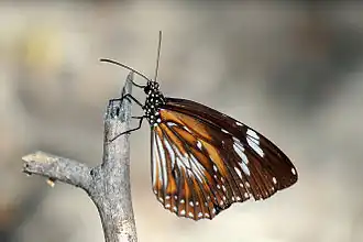 Danaus affinis