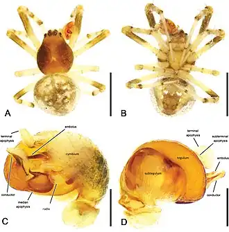 Description de l'image Mangrovia_occidentalis_(10.3897-zse.98.82649)_Figure_6.jpg.