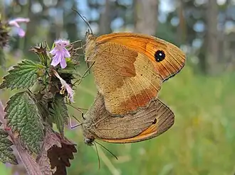 Accouplement (femelle en haut).