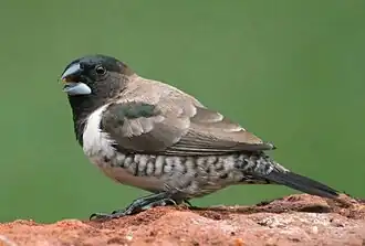 Description de cette image, également commentée ci-après