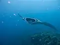 Raie manta (Manta birostris, Rajiformes, Myliobatidae), Thaïlande