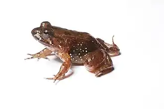 Description de l'image Mantidactylus biporus (15907586355).jpg.