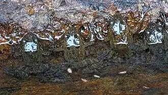 Description de l'image Mantidactylus bourgati-Andringitra National Park 2.jpg.