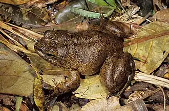 Description de l'image Mantidactylus guttulatus05.jpg.