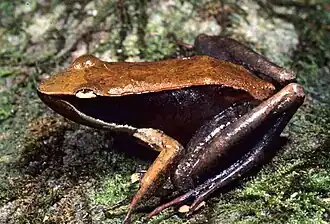 Description de l'image Mantidactylus melanopleura02.jpg.
