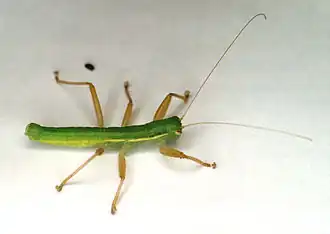 Mantophasma zephyra (Mantophasmatodea).