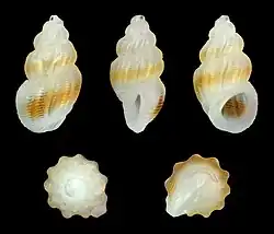 Manzonia unifasciata