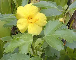Hibiscus brackenridgei.