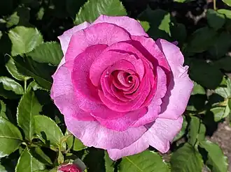 Image illustrative de l’article Violette Parfumée