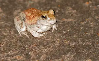 Description de l'image Marbled Sand Frog (Tomopterna marmorata) (16723373703).jpg.