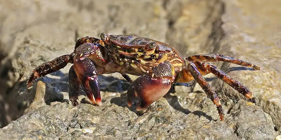 Pachygrapsus marmoratus
