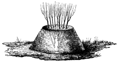 Marcottage en butte.