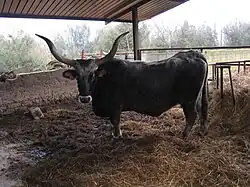 photo couleur d'une vache grise sombre à mufle noir cerclé de blanc et longues cornes en lyre évasée.