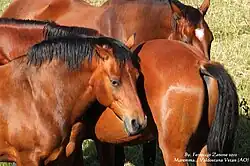 Groupe de chevaux marron-roux et noirs.