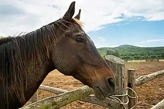 Tête d'un Maremmien du sud de la Toscane, vu de profil.