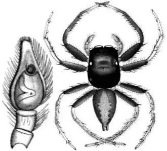 Description de l'image Margaromma semirasa keyserling.jpg.