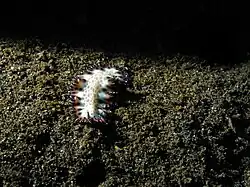 Maritigrella fuscopunctata