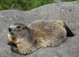 Marmotte dans le parc national de la Vanoise.