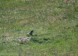 Une marmotte (marmota marmota).