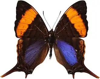 Description de cette image, également commentée ci-après