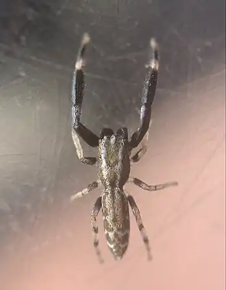 Description de l'image Marpissa nivoyi.jpg.