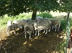 Moutons dans le pré accolé à l'église.
