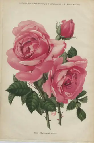 Image illustrative de l’article Marquise de Ganay