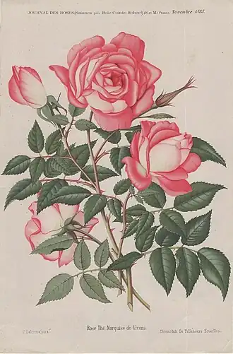 Image illustrative de l’article Marquise de Vivens