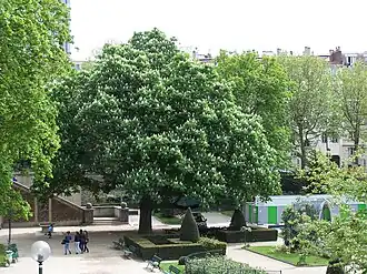 Le marronnier remarquable.