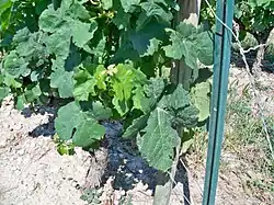 Feuilles de la marsanne B.