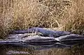 Crocodile des marais