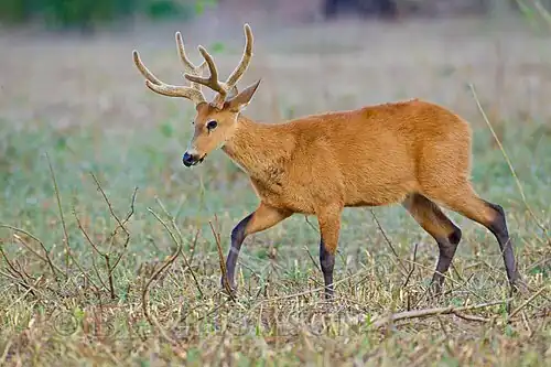 Cerf des marais (Blastocerus dichotomus).