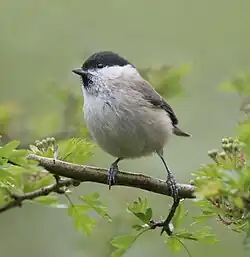 Petit oiseau rondouillard perché dans un buisson.