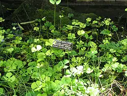 Fougère d'eau à quatre feuilles(marsilea quadrifolia)